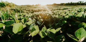 soy fields